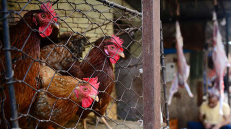 Un granjero indio sacrifica 175.000 aves y destruye 900.000 huevos debido al pánico por las noticias falsas sobre el coronavirus
