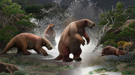 VIDEO, FOTOS: Paleontólogos de Argentina y Ecuador presentaron un 'Yeti sudamericano' de más de 10.000 años de antigüedad