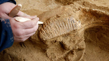 Hallan en Rusia una enorme choza hecha de huesos de mamut