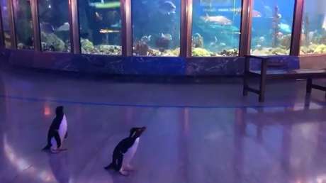 VIDEO: Pingüinos pasean por los pasillos vacíos de un oceanario ante la falta de visitantes por el coronavirus