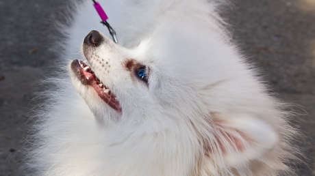 Pasea a su perro con un dron para no violar la cuarentena por el coronavirus (VIDEO)