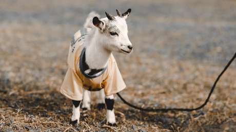 Multan a un hombre por sacar a pasear a una cabra durante el confinamiento en España