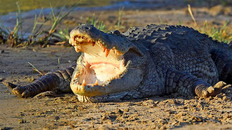 VIDEO: El momento en que un cocodrilo ataca a una anciana que lavaba la ropa en un río