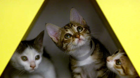 Un gato doméstico de Hong Kong se convierte en el segundo del mundo en dar positivo para coronavirus