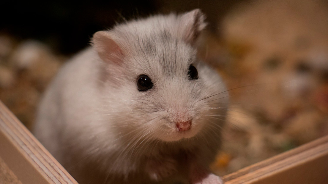 Un exitoso experimento con hámsteres promete un efectivo tratamiento contra el coronavirus