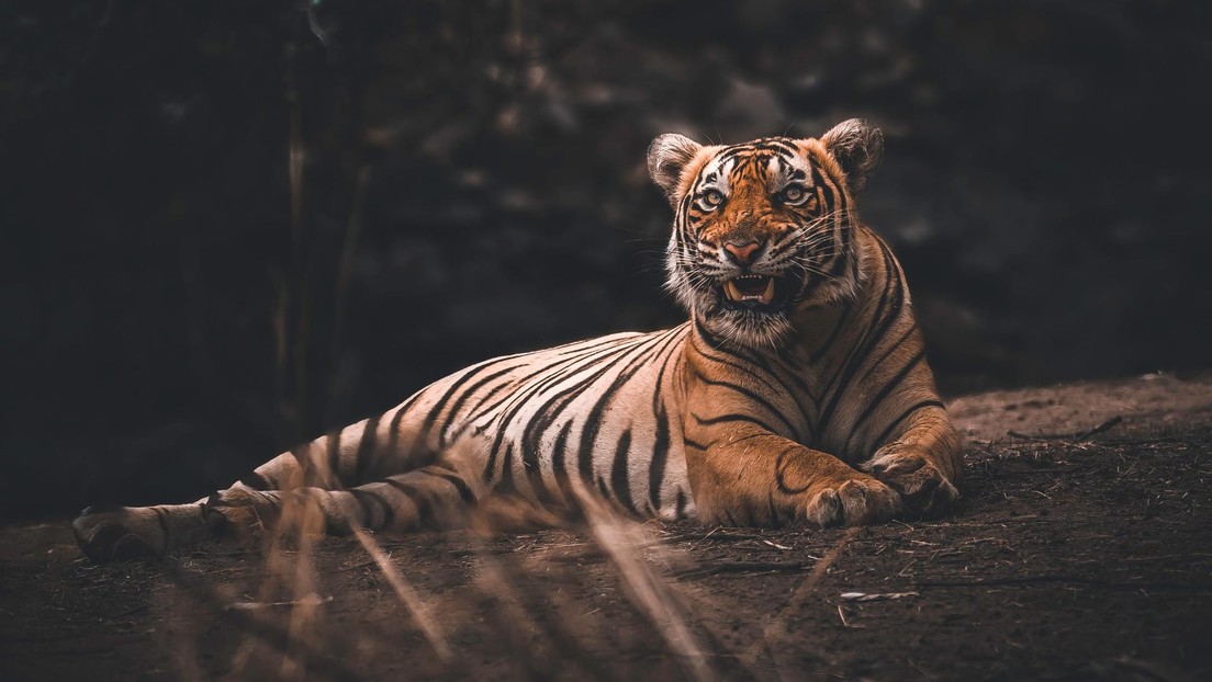 Una tigresa de un zoo de Nueva York contrae coronavirus tras contactar con un empleado infectado