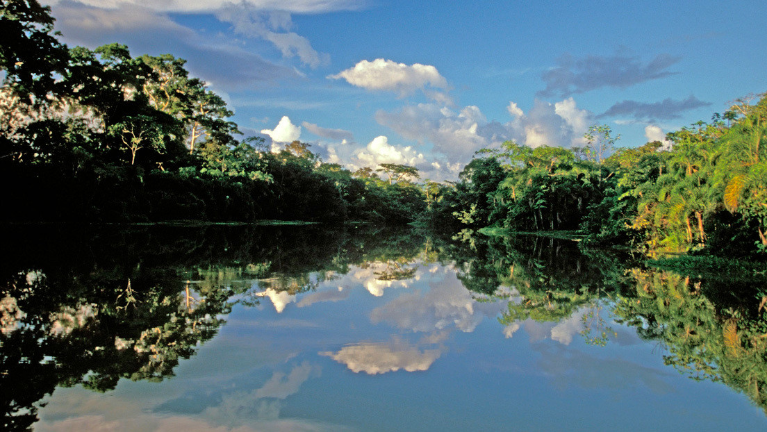 Dientes hallados en Perú demuestran que una especie de mono extinta cruzó el Atlántico desde África hace 34 millones de años