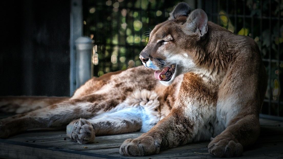 Científicos descubren que la peste mata silenciosamente a los pumas de Yellowstone