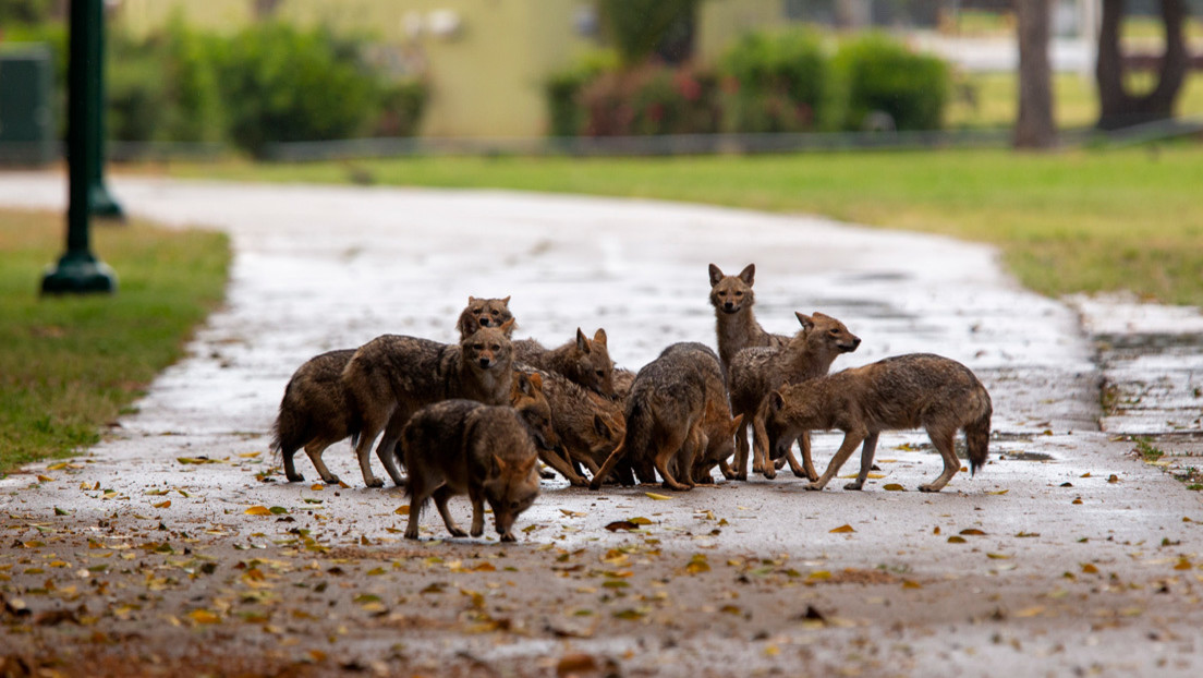 FOTOS: Chacales se apoderan del corazón de Tel Aviv durante la cuarentena por el coronavirus