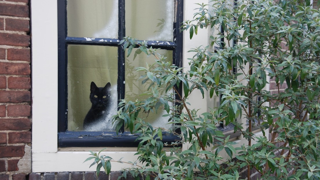¿Antisociales?: Un estudio revela que los gatos sufren de ansiedad al separarse de sus dueños