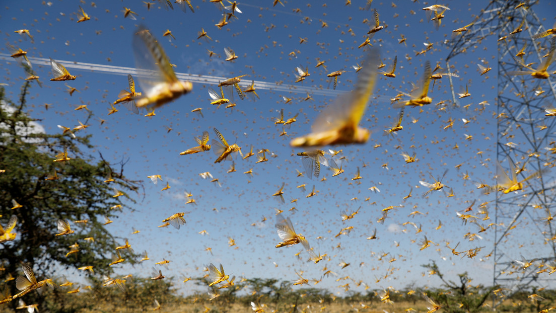 VIDEO: África sufre una "plaga bíblica" por la proliferación de las langostas