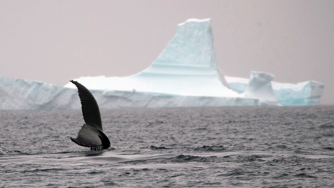La reducción de la contaminación acústica durante la pandemia de covid-19 beneficia a la fauna marina