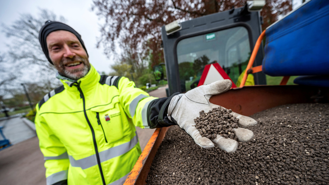 Esparcen estiércol de gallina en un parque de Suecia para desalentar aglomeraciones durante los festivos en medio de la pandemia