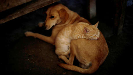 Científicos chinos evalúan qué mascota es más susceptible de contraer el coronavirus