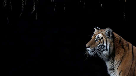 VIDEO: Graban una pelea de dos tigres en la India