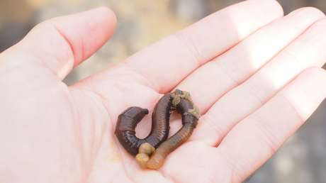 Francia autoriza una prueba clínica con sangre de gusano marino en pacientes con covid-19