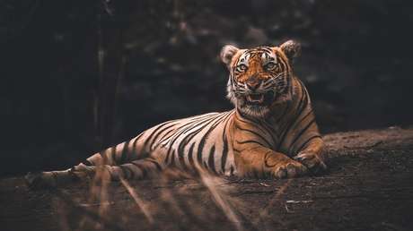 Una tigresa de un zoo de Nueva York contrae coronavirus tras contactar con un empleado infectado