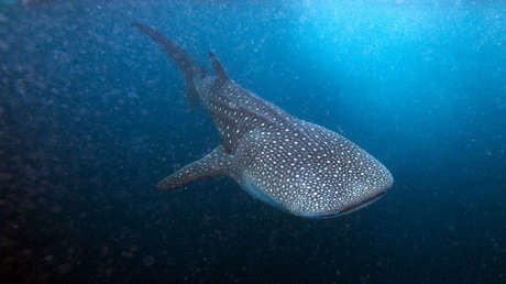 Las pruebas nucleares de la Guerra Fría permiten desvelar la verdadera edad de los tiburones ballena