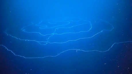 "Parece que este espécimen es el más grande jamás grabado": Captan un gigantesco sifonóforo de 47 metros flotando en el océano