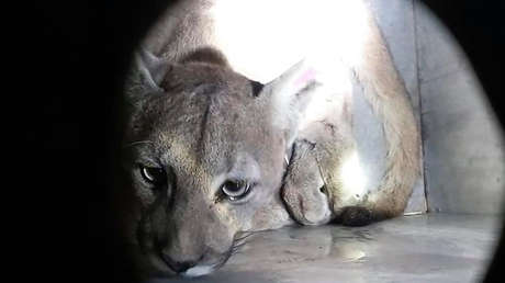 Capturan otro puma silvestre en Santiago de Chile durante la cuarentena por el coronavirus (VIDEO, FOTOS)