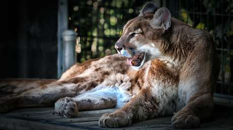 Científicos descubren que la peste mata silenciosamente a los pumas de Yellowstone