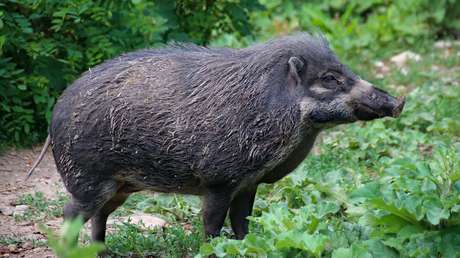 Un jabalí aparece en las calles desiertas del centro de Madrid durante la cuarentena (VIDEOS)