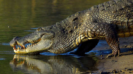 Cocodrilos toman la playa mexicana La Ventanilla ante la ausencia de humanos