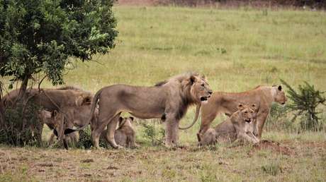 VIDEO: Así expulsa el líder de la manada a un joven león fuera de su territorio