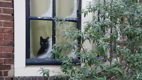 ¿Antisociales?: Un estudio revela que los gatos sufren de ansiedad al separarse de sus dueños