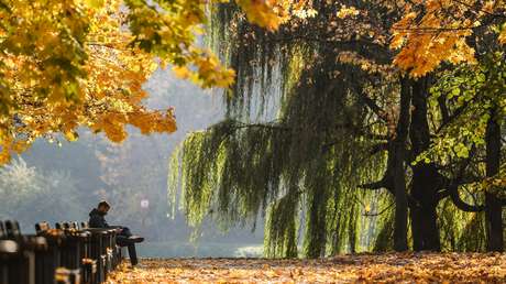 Descubren en un árbol muy común un componente químico que mata diversas células cancerosas