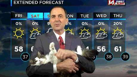 VIDEOS: Un presentador del tiempo delega en su gata parte del trabajo durante las transmisiones desde casa