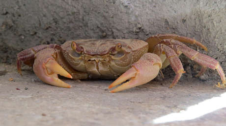 VIDEO: Decenas de cangrejos salen de la maleta de un pasajero y causan gran revuelo en el aeropuerto