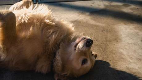 VIDEO: Un perro se hace el muerto para no regresar a casa de sus paseos de cuarentena