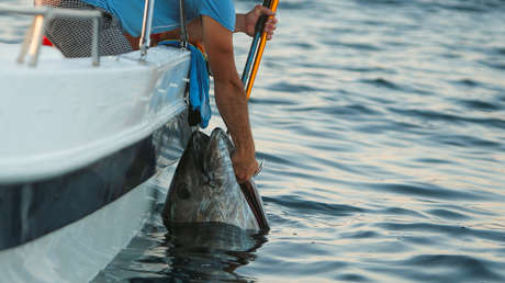 FOTOS: Pescador bate un récord de 19 años al atrapar un enorme atún tras cinco horas de lucha