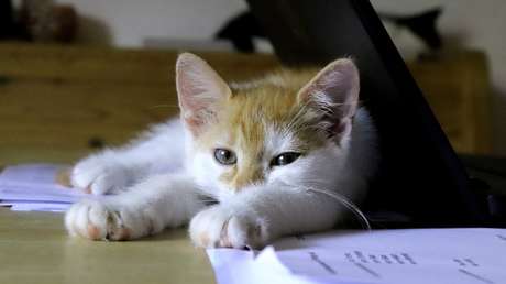 Renuncia un funcionario que arrojó a su gato durante una videconferencia (VIDEO)