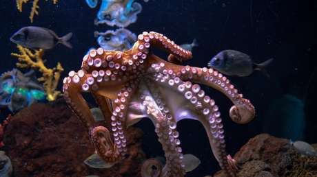 Aparece un pulpo en los canales de Venecia tras la ausencia de embarcaciones (VIDEOS)