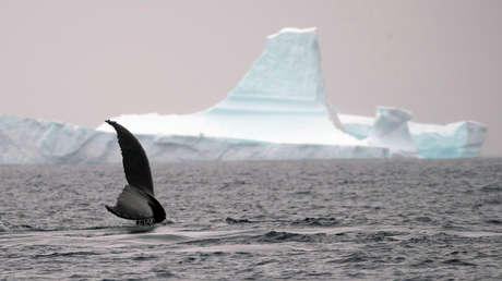 La reducción de la contaminación acústica durante la pandemia de covid-19 beneficia a la fauna marina