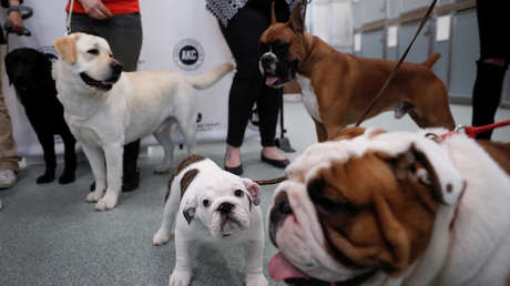 Científicos prueban si los perros son capaces de detectar el coronavirus