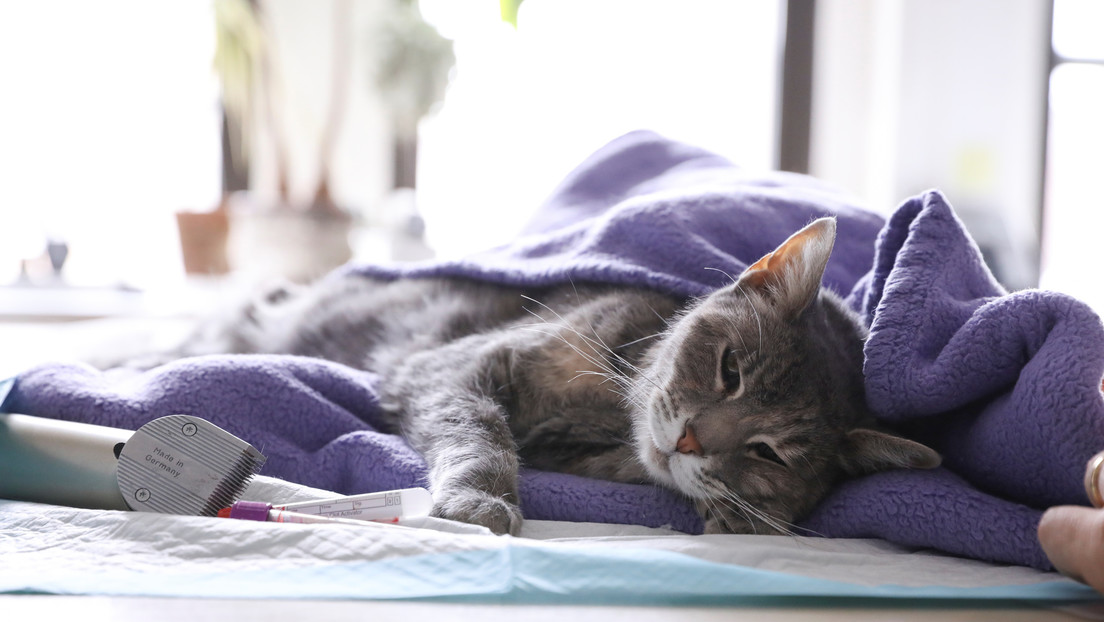 Reportan en Francia un primer caso de contagio de covid-19 en un gato