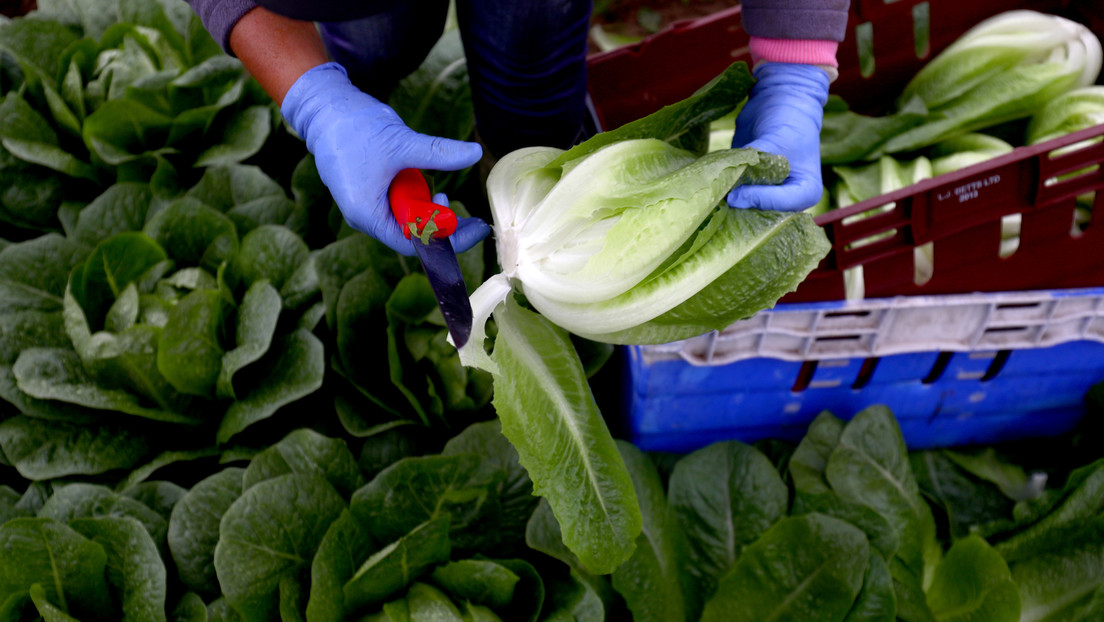 Los países occidentales podrían perder sus cosechas por la falta de migrantes en medio de la pandemia