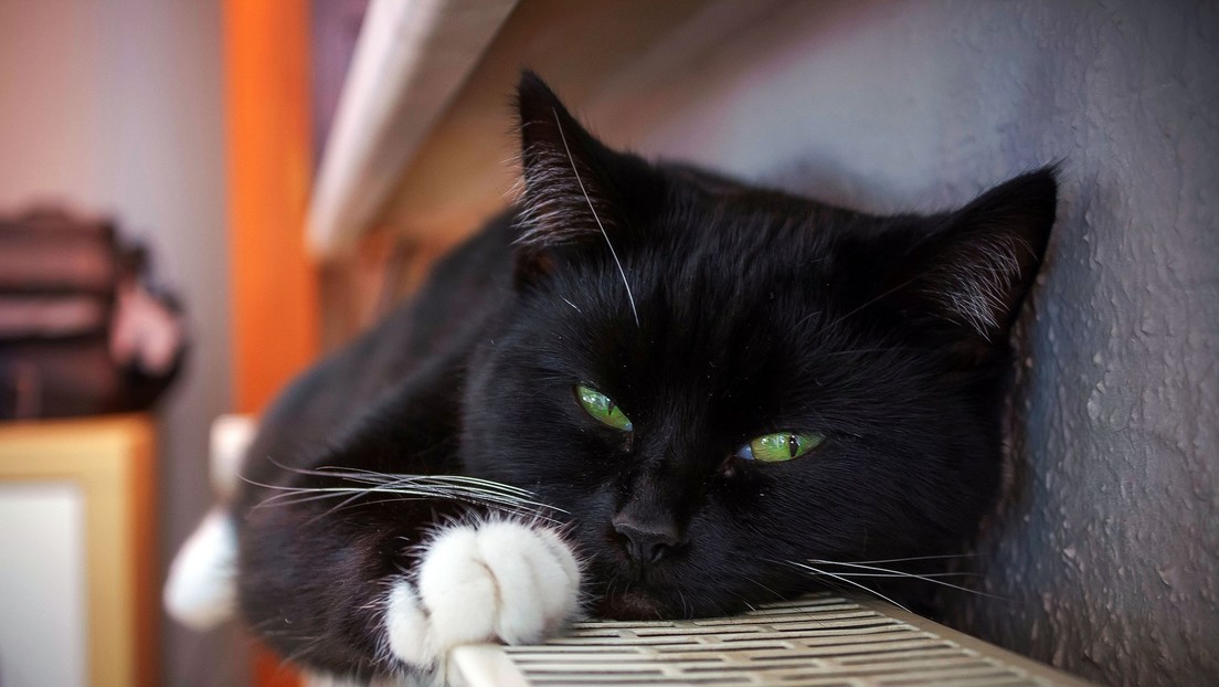 Detectan el primer caso de gato contagiado con coronavirus en España