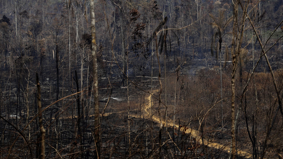 Las alertas por deforestación en la Amazonía brasileña aumentaron un 63,75 % en abril