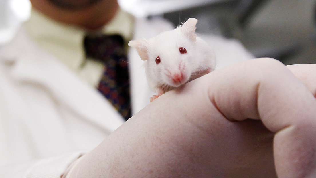 Cultivan millones de células de hígado y ojo humano en embriones de ratón