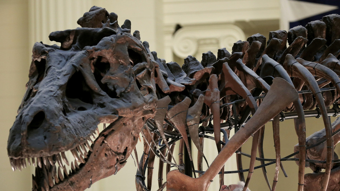 Un estudio 'frena' el mito del T-Rex: no era un corredor como se pensaba