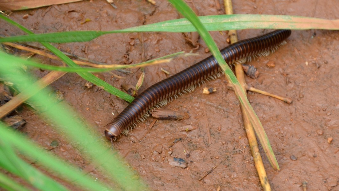Científicos descubren un extraño hongo en un milpiés a través de Twitter (FOTO)