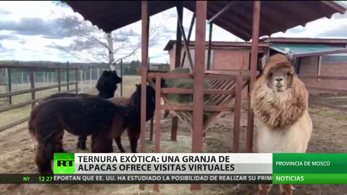 Ternura exótica: una granja de alpacas ofrece visitas virtuales