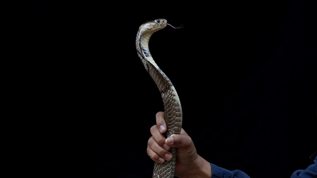 Asesina a su esposa con una serpiente cobra para casarse con otra mujer