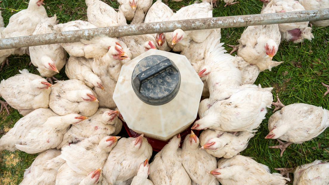 Científico alerta de un hipotético virus 'de corral' que podría acabar con la mitad de la población mundial