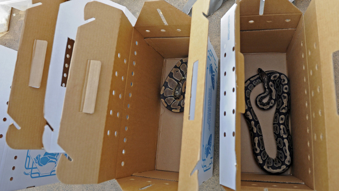 Fallece un joven en España tras la mordedura de una de sus 25 serpientes