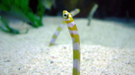 Un acuario japonés insta a hacer videollamadas con las anguilas  para que no olviden cómo se ven los humanos